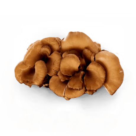 Maitake Mushroom