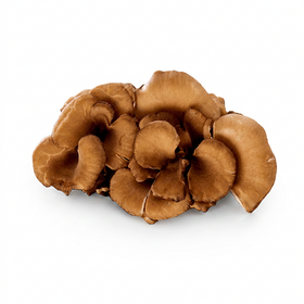 Maitake Mushroom