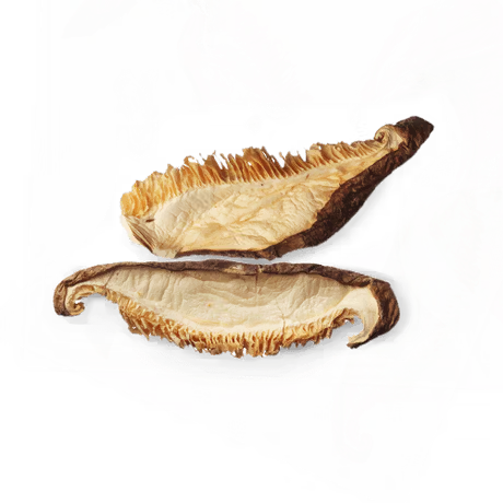 Shiitake Mushroom